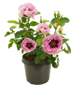 Persische Rosen, Verschiedene Farben 20 Persische Rosen, Verschiedene Farben -Pflanzenwelt Verkauf 7815392 WE FS 003 BeetrosePersicaRosaPersicaAllgreenEyesForYou