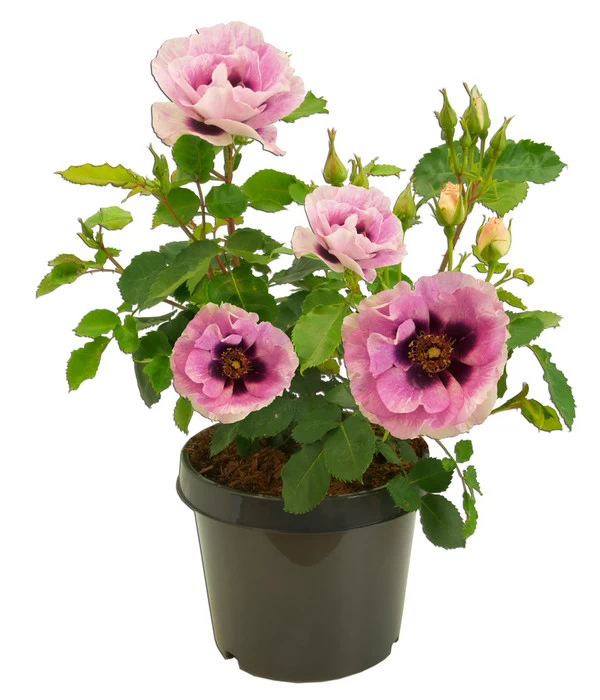 Persische Rosen, Verschiedene Farben 8 Persische Rosen, Verschiedene Farben – Bild 6