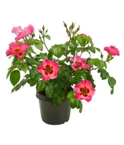 Persische Rosen, Verschiedene Farben 21 Persische Rosen, Verschiedene Farben -Pflanzenwelt Verkauf 7815392 WE FS 004 BeetrosePersicaRosaPersicaAllgreenEyesOnMe