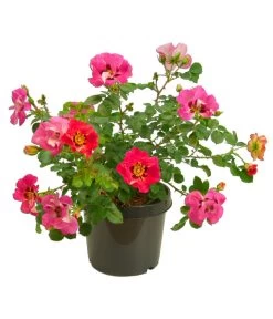 Persische Rosen, Verschiedene Farben 22 Persische Rosen, Verschiedene Farben -Pflanzenwelt Verkauf 7815392 WE FS 005 BeetrosePersicaRosaPersicaAllgreenEyeToEye