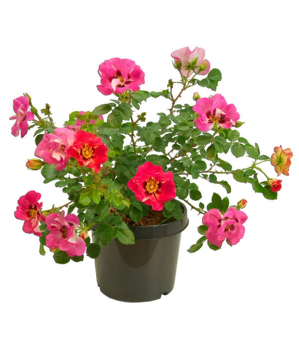 Persische Rosen, Verschiedene Farben 10 Persische Rosen, Verschiedene Farben – Bild 8