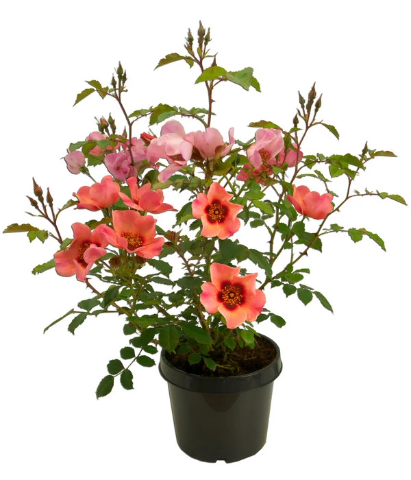 Persische Rosen, Verschiedene Farben 11 Persische Rosen, Verschiedene Farben – Bild 9