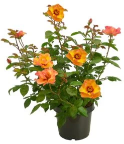 Persische Rosen, Verschiedene Farben 24 Persische Rosen, Verschiedene Farben -Pflanzenwelt Verkauf 7815392 WE FS 007 BeetrosePersicaRosaPersicaAllgreenPersianSun