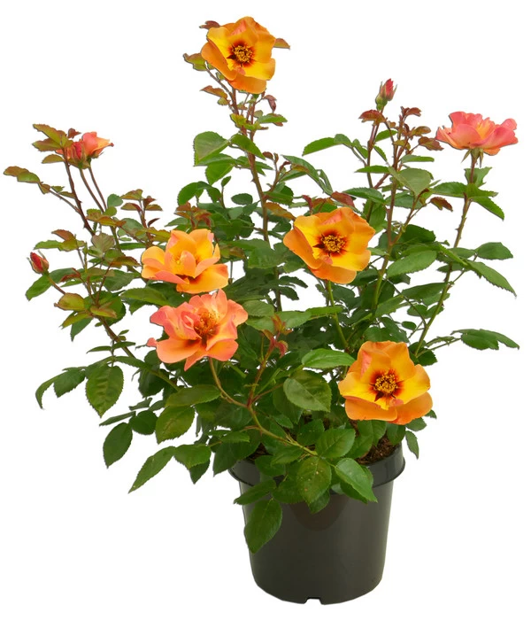 Persische Rosen, Verschiedene Farben 12 Persische Rosen, Verschiedene Farben – Bild 10