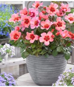 Persische Rosen, Verschiedene Farben 26 Persische Rosen, Verschiedene Farben -Pflanzenwelt Verkauf 7815392 WE MO 001 RosaPersicaRosePersica4LAllgreen