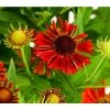 Sonnenbraut, Rot 1 Sonnenbraut, Rot -Pflanzenwelt Verkauf 7826563 WE DE 001 HeleniumSonnenbrautT19DehnerExpressHerzig