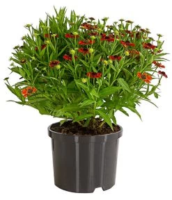 Sonnenbraut, Rot -Pflanzenwelt Verkauf 7826563 WE FS 001 HeleniumSonnenbrautT19DehnerExpressHerzig