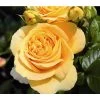 Edelrose 'Candlelight®', Stämmchen 2 Edelrose 'Candlelight®', Stämmchen -Pflanzenwelt Verkauf 7827215 PR DE 001 EdelroseCandlelightTantau