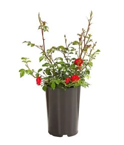 Bodendeckerrose 'Fairy King®', Rot 6 Bodendeckerrose 'Fairy King®', Rot -Pflanzenwelt Verkauf 7844160 PR FS 001 FairyQueenRot2LiterBodendeckerroseDehnerExpressHerzig