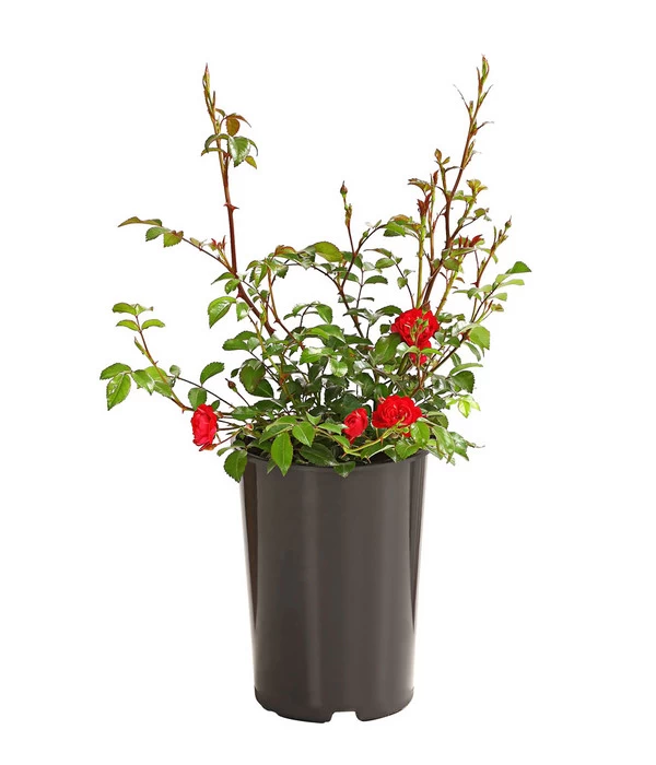 Bodendeckerrose 'Fairy King®', Rot 4 Bodendeckerrose 'Fairy King®', Rot – Bild 2
