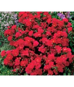 Bodendeckerrose 'Fairy King®', Rot 7 Bodendeckerrose 'Fairy King®', Rot -Pflanzenwelt Verkauf 7844160 WE DE 001 BodendeckerroseFairyQueenFairyQueenRot