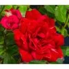Bodendeckerrose 'Fairy King®', Rot 2 Bodendeckerrose 'Fairy King®', Rot -Pflanzenwelt Verkauf 7844160 WE DE 002 RosaBodendeckerroseFairyQueenRot2L