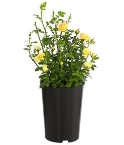 Bodendeckerrose 'Yellow Fairy®' 6 Bodendeckerrose 'Yellow Fairy®' -Pflanzenwelt Verkauf 7844186 WE FS 001 BodendeckerroseYellowFairy2L