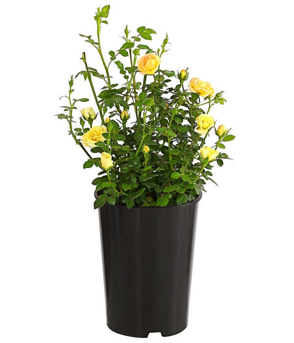 Bodendeckerrose 'Yellow Fairy®' 4 Bodendeckerrose 'Yellow Fairy®' – Bild 2