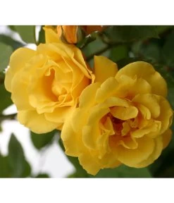 Kletterrosen 'Klettermaxe®' -Pflanzenwelt Verkauf 7859457 WE DE 001 KletterroseGoldenGate