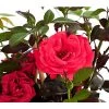Kletterrose 'Red Flame®' 2 Kletterrose 'Red Flame®' -Pflanzenwelt Verkauf 7874225 WE DE 001 KletterroseRot5LiterRedFlameDehnerExpressHerzigGefaerbtSirsch