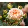 Strauchrose 'Matthias Claudius®' 2 Strauchrose 'Matthias Claudius®' -Pflanzenwelt Verkauf 7886500 PR DE 001 RoseStrauchroseMatthiasClaudiusTantau