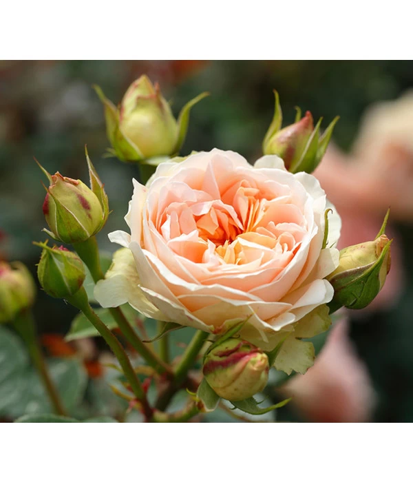 Strauchrose 'Matthias Claudius®' 3 Strauchrose 'Matthias Claudius®'