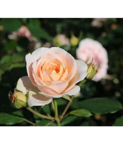 Strauchrose 'Matthias Claudius®' 7 Strauchrose 'Matthias Claudius®' -Pflanzenwelt Verkauf 7886500 PR DE 003 RoseStrauchroseMatthiasClaudiusTantau