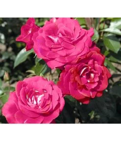 Beetrose 'Heimatmelodie®' 5 Beetrose 'Heimatmelodie®' -Pflanzenwelt Verkauf 7887029 PR DE 005 RoseHeimatmelodieTantau