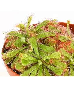 Sonnentau - Drosera Aliciae 7 Sonnentau - Drosera Aliciae -Pflanzenwelt Verkauf 7975972 WE DE 001 SonnentauDroseraAlicaeT9DehnerExpressHerzig