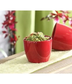 Sonnentau - Drosera Aliciae 9 Sonnentau - Drosera Aliciae -Pflanzenwelt Verkauf 7975980 WE MO 001 SonnentauDroseraCapensisT9DehnerExpressHerzig