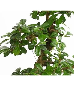 Bonsai Fukientee - Carmona Microphylla, 10 Jahre -Pflanzenwelt Verkauf 7977002 WE DE 001 BonsaiFukienteeCarmonaMicrophylla10JahreDehnerExpressHerzig2