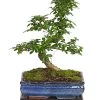 Bonsai Fukientee - Carmona Microphylla, 10 Jahre -Pflanzenwelt Verkauf 7977002 WE FS 001 BonsaiFukienteeCarmonaMicrophylla10JahreDehnerExpressHerzig2