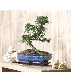 Bonsai Fukientee - Carmona Microphylla, 10 Jahre -Pflanzenwelt Verkauf 7977002 WE MO 001 BonsaiFukienteeCarmonaMicrophylla10JahreDehnerExpressHerzig
