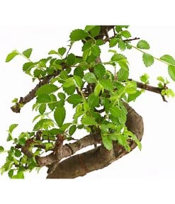 Bonsai Chinesische Ulme - Ulmus Parviflora, Anfänger-Set -Pflanzenwelt Verkauf 7977085 WE DE 001 GeschenksetBonsaiChinesischeUlmeUlmusParviflora6JahreDehnerExpressHerzig