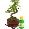 Bonsai Chinesische Ulme - Ulmus Parviflora, Anfänger-Set -Pflanzenwelt Verkauf 7977085 WE FS 001 GeschenksetBonsaiChinesischeUlmeUlmusParviflora6JahreDehnerExpressHerzig