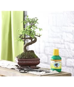 Bonsai Chinesische Ulme - Ulmus Parviflora, Anfänger-Set -Pflanzenwelt Verkauf 7977085 WE MO 001 GeschenksetBonsaiChinesischeUlmeUlmusParviflora6JahreDehnerExpressHerzig