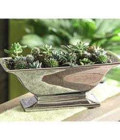 Mini Kakteen- & Sukkulenten-Set, Verschiedene Sorten, 20-teilig 6 Mini Kakteen- & Sukkulenten-Set, Verschiedene Sorten, 20-teilig -Pflanzenwelt Verkauf 7977358 WE MO 005 MiniKakteenUndSukkulenten20erMix