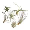 Tillandsien - Tillandsia Hybride, Verschiedene Sorten, 6-teilig -Pflanzenwelt Verkauf 7977663 WE FS 001 Tillandsien6erMixDehnerExpressHerzig