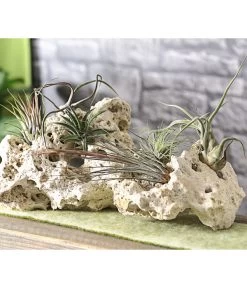 Tillandsien - Tillandsia Hybride, Verschiedene Sorten, 6-teilig -Pflanzenwelt Verkauf 7977663 WE MO 005 Tillandsien6erMix
