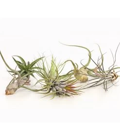 Tillandsien - Tillandsia Hybride, Verschiedene Sorten, 6-teilig -Pflanzenwelt Verkauf 7977663 we DE 001 Tillandsien6erMixDehnerExpressHerzig