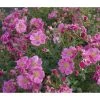 Bodendeckerrose 'Bienenweide®', Rosa 2 Bodendeckerrose 'Bienenweide®', Rosa -Pflanzenwelt Verkauf 7978125 PR DE 001 RoseBienenweideHellrotTantau