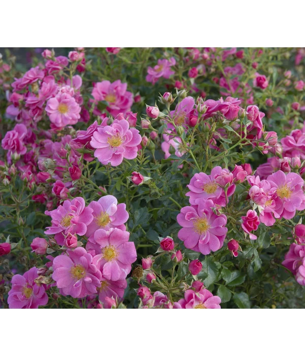 Bodendeckerrose 'Bienenweide®', Rosa 3 Bodendeckerrose 'Bienenweide®', Rosa