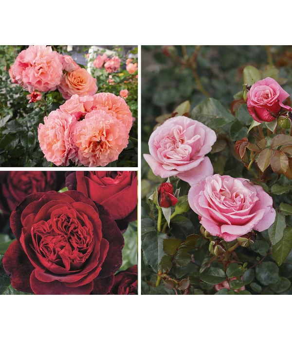 Rosen-Set Duftrosentraum, 3-teilig 3 Rosen-Set Duftrosentraum, 3-teilig