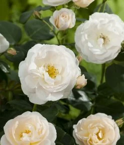 Beetrose 'Martin Luther Rose®' -Pflanzenwelt Verkauf 7978232 PR DE 001 RoseMartinLutherTantau