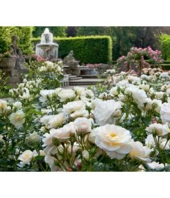 Beetrose 'Martin Luther Rose®' -Pflanzenwelt Verkauf 7978232 PR DE 003 RoseMartinLutherTantau