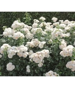 Beetrose 'Martin Luther Rose®' -Pflanzenwelt Verkauf 7978232 PR DE 004 RoseMartinLutherTantau