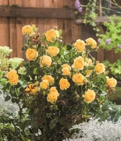 Beetrose 'Inka®' -Pflanzenwelt Verkauf 7978414 PR DE 001 BeetroseInkaTantau