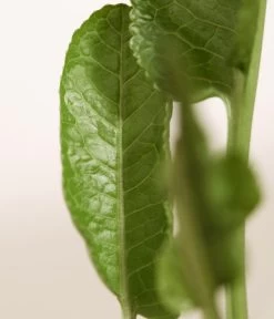 Meerrettich 9 Meerrettich -Pflanzenwelt Verkauf 8001000 WE DE 003 Meerrettich DehnerExpressZS