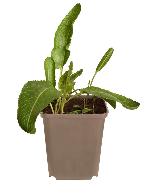 Meerrettich 3 Meerrettich