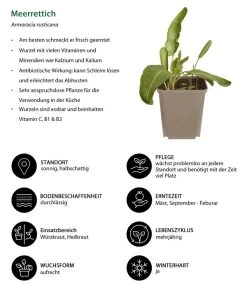 Meerrettich 8 Meerrettich -Pflanzenwelt Verkauf 8001000 WE IG 001 Meerrettich