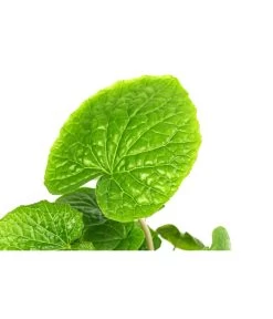 Wasabi 17 Wasabi -Pflanzenwelt Verkauf 8001513 WE DE 001 WasabiT9