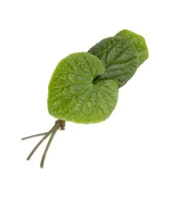 Wasabi 11 Wasabi -Pflanzenwelt Verkauf 8001513 WE FS 002 WasabiKraeuterbund