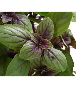 Dehner Gourmet Garten Strauchbasilikum 'Magic Blue' 13 Dehner Gourmet Garten Strauchbasilikum 'Magic Blue' -Pflanzenwelt Verkauf 8001869 WE DE 001 GourmetGartenBasilikumMagicBlue