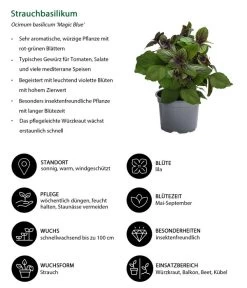 Dehner Gourmet Garten Strauchbasilikum 'Magic Blue' 12 Dehner Gourmet Garten Strauchbasilikum 'Magic Blue' -Pflanzenwelt Verkauf 8001869 WE IG 001 Strauchbasilikum